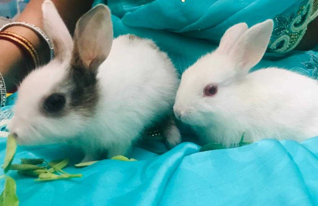 Rabbits For Sale In India