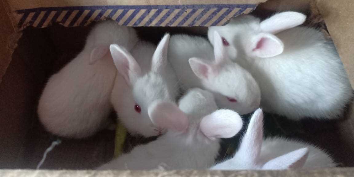 Rabbits For Sale In India