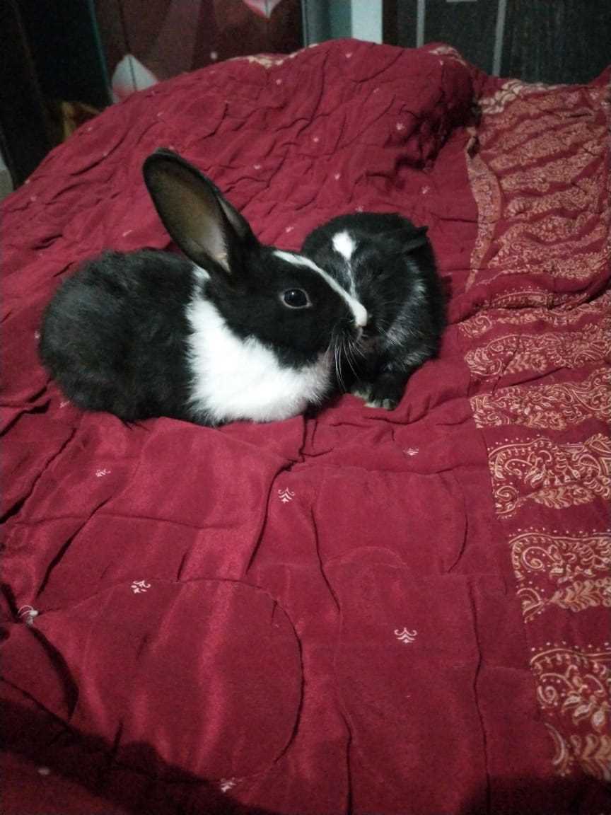 Rabbits For Sale In India