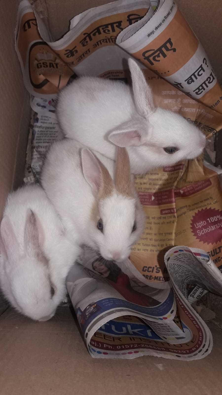 Rabbits For Sale In India