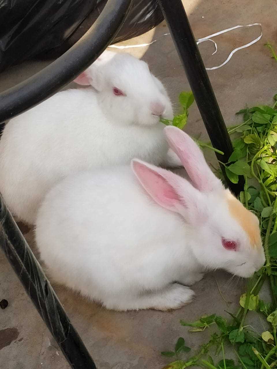 Rabbits For Sale In India