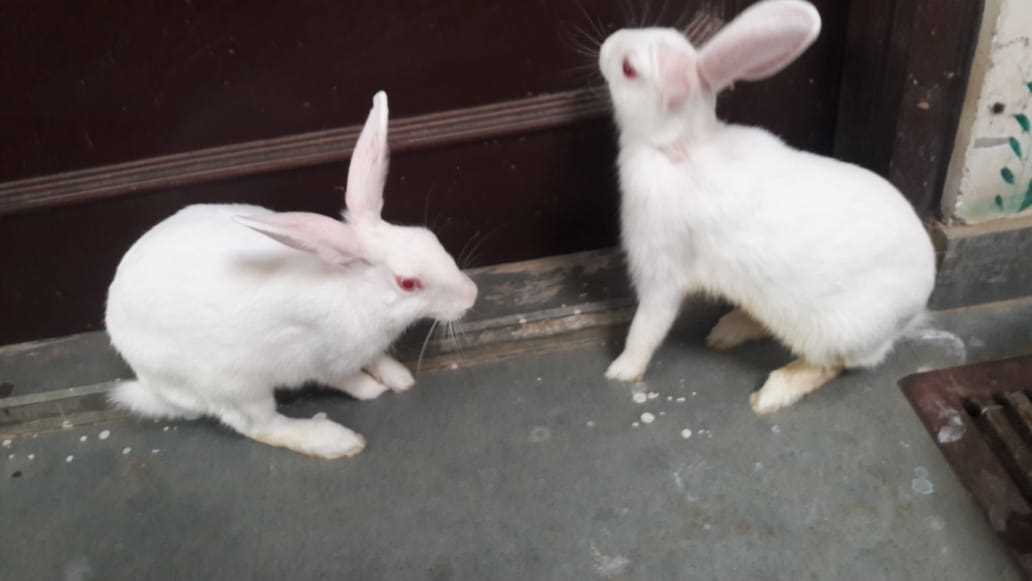 Rabbits For Sale In India
