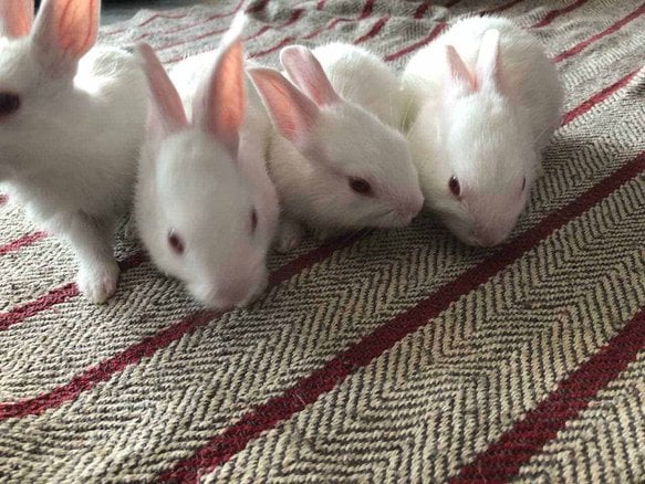 Rabbits For Sale In India