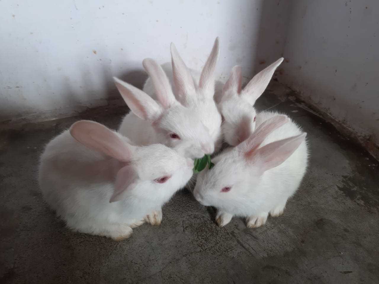 Rabbits For Sale In India
