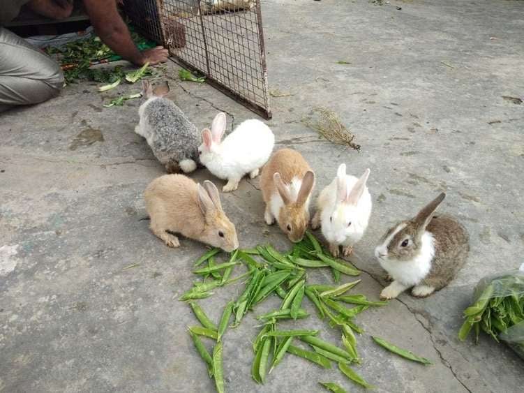Rabbits For Sale In India