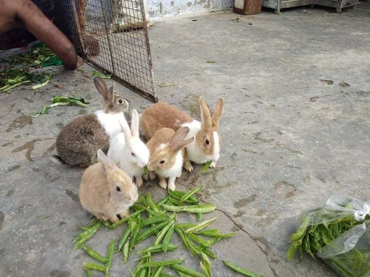 Rabbits For Sale In India