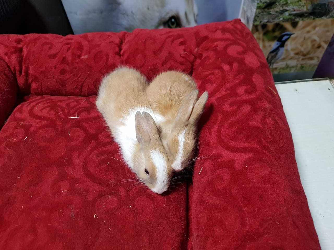 Rabbits For Sale In India