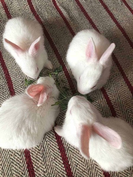 Rabbits For Sale In India