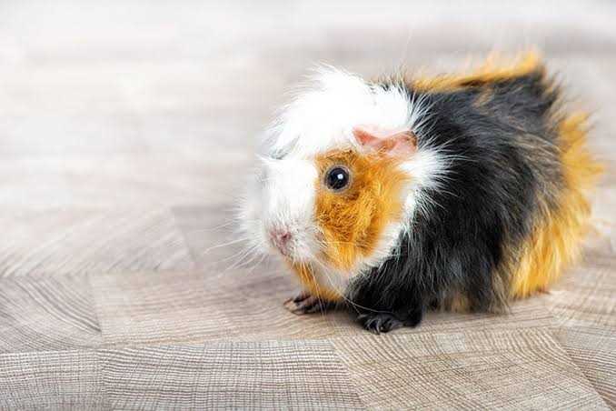 Guinea Pigs For Sale In India