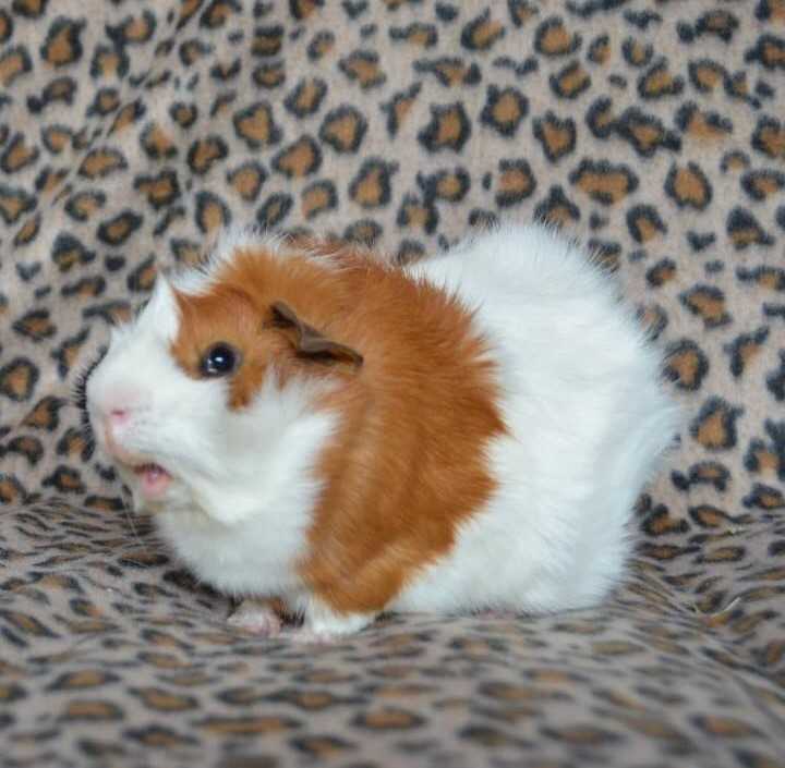 Guinea Pigs For Sale In India