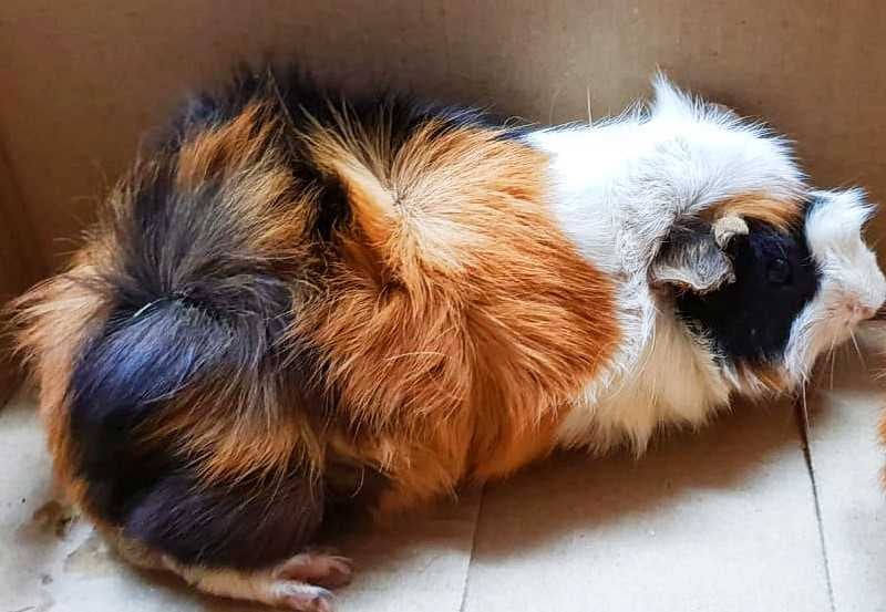 Guinea Pigs For Sale In India