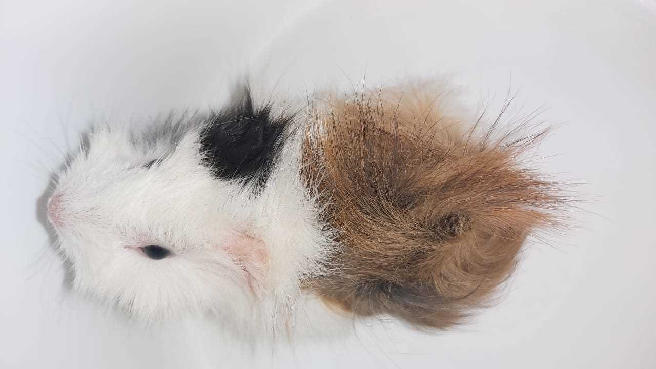 Guinea Pigs For Sale In India