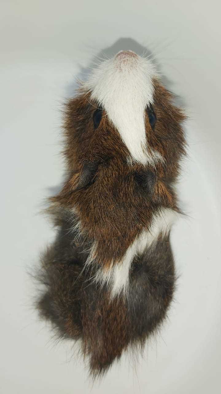 Guinea Pigs For Sale In India