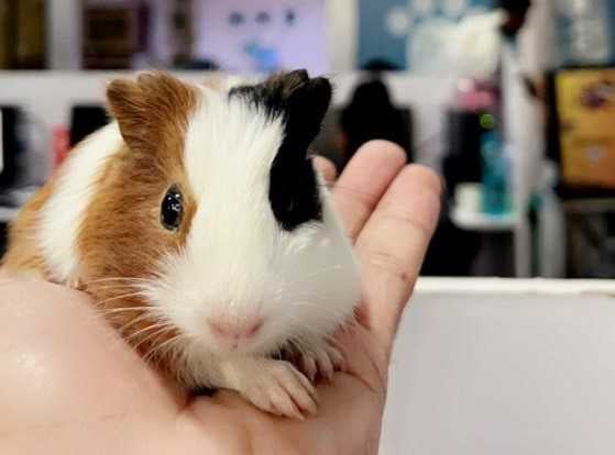 Guinea Pigs For Sale In India