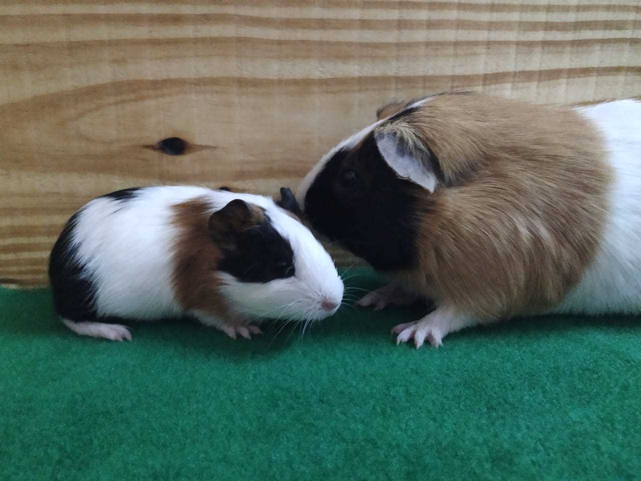 Guinea Pigs For Sale In India