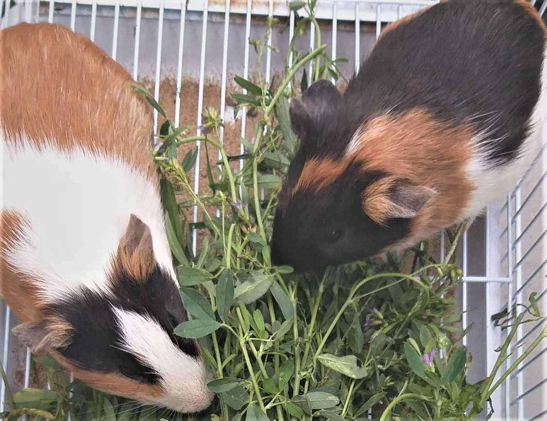 Guinea Pigs For Sale In India