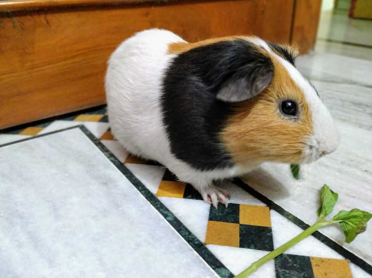 Guinea Pigs For Sale In India