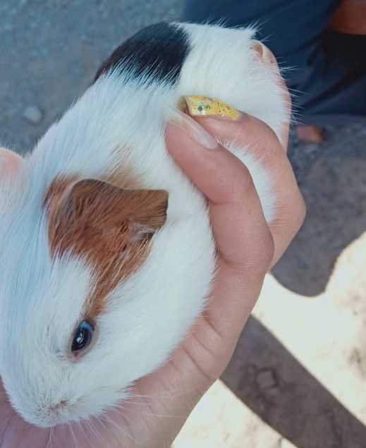Guinea Pigs For Sale In India