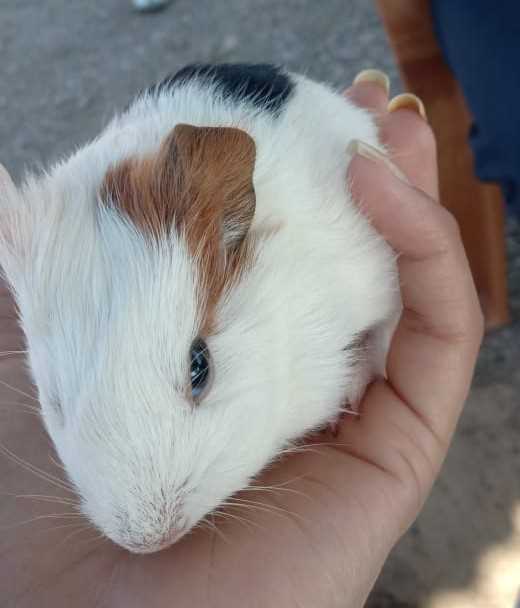 Guinea Pigs For Sale In India