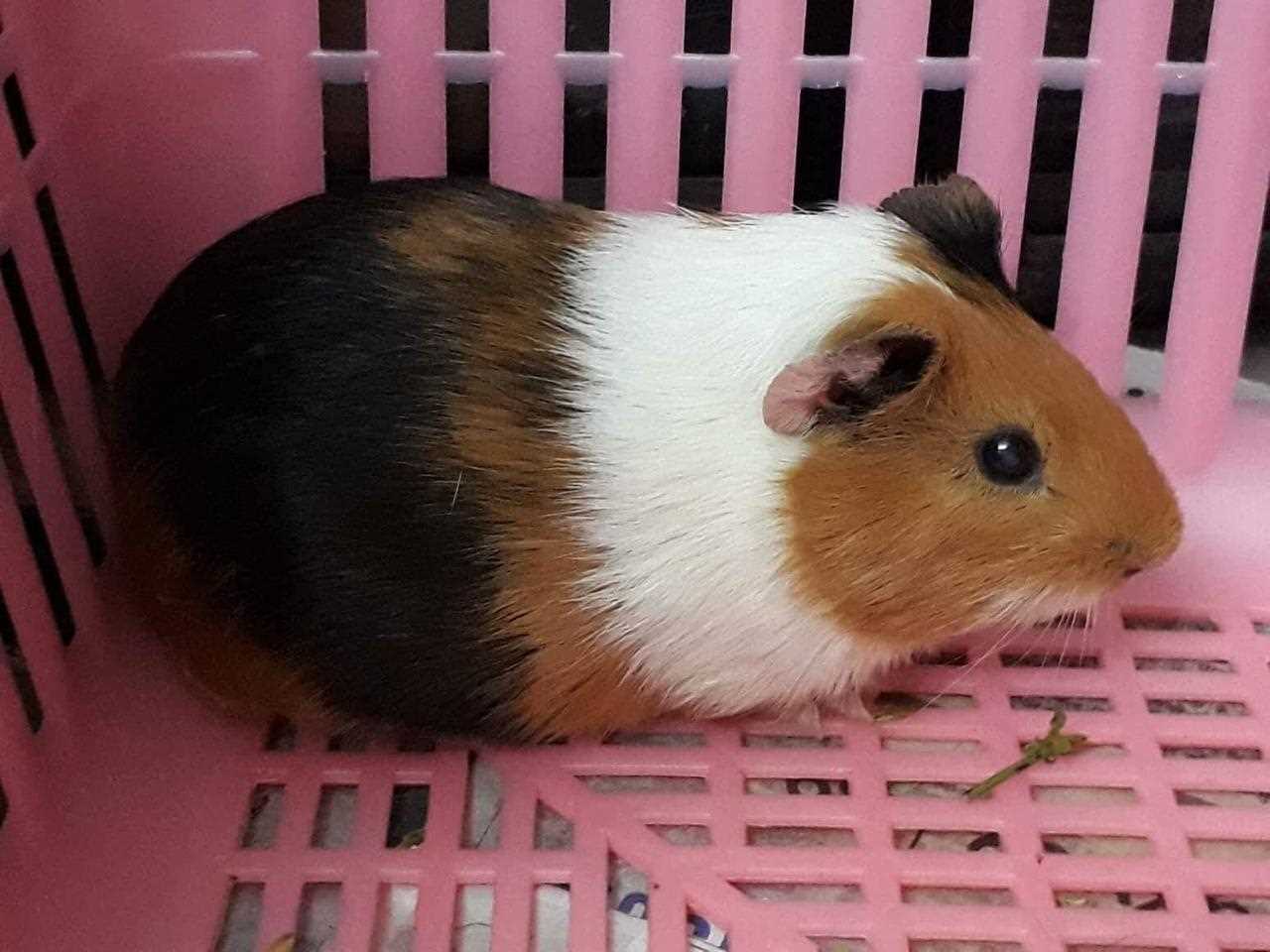 Guinea Pigs For Sale In India