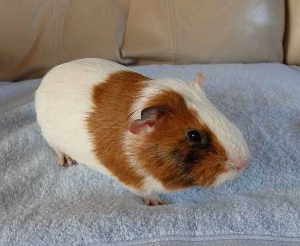 Guinea Pigs For Sale In India