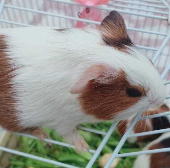 Guinea Pigs For Sale In India