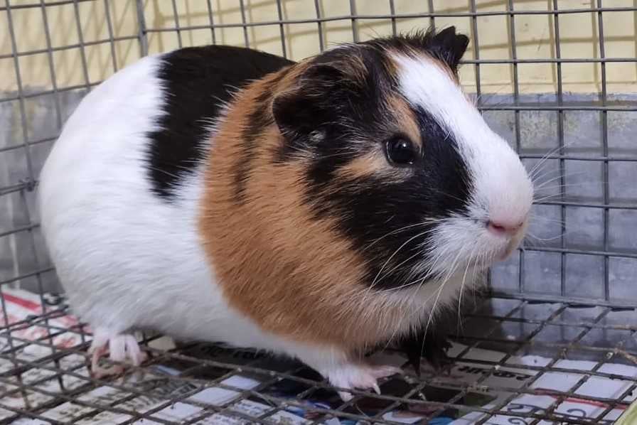 Guinea Pigs For Sale In India