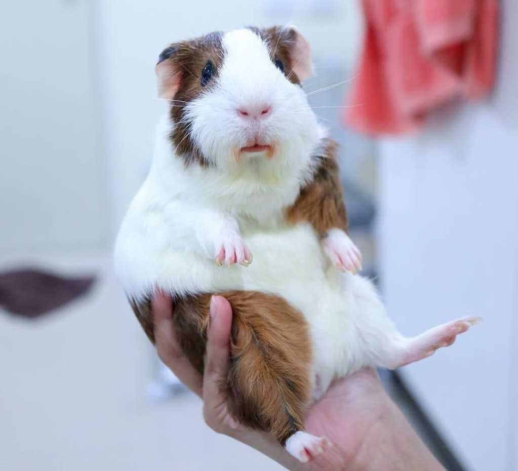 Guinea Pigs For Sale In India