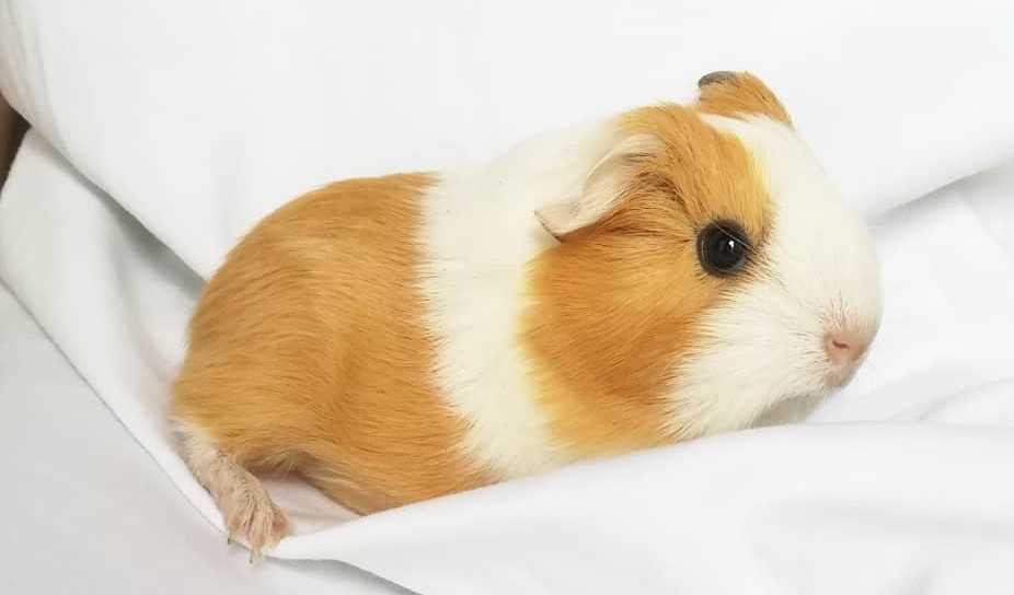 Guinea Pigs For Sale In India