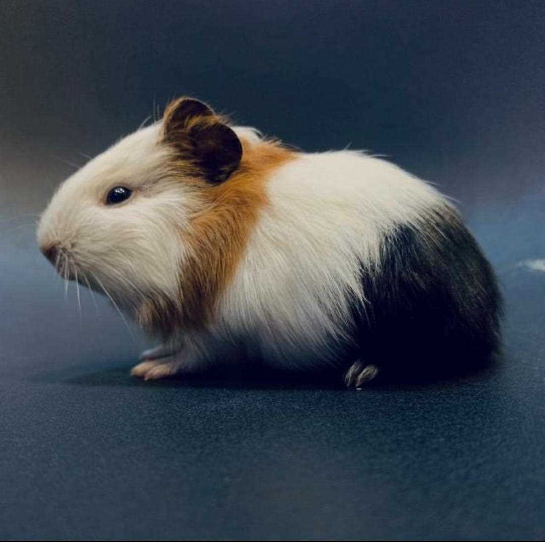 Guinea Pigs For Sale In India