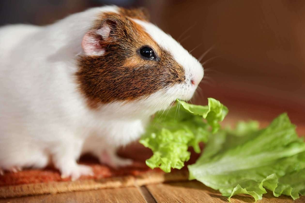 Guinea Pigs For Sale In India