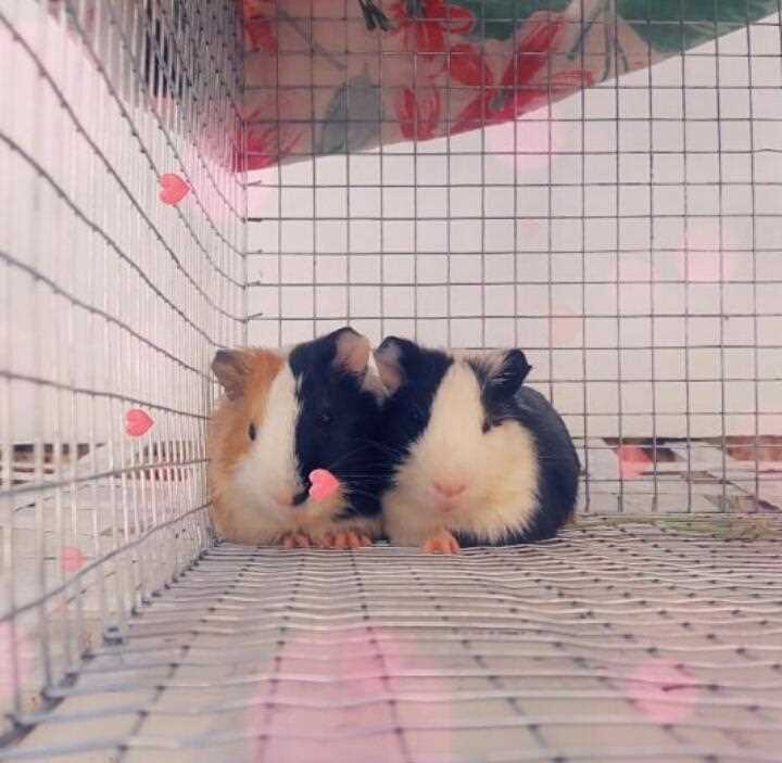 Guinea Pigs For Sale In India