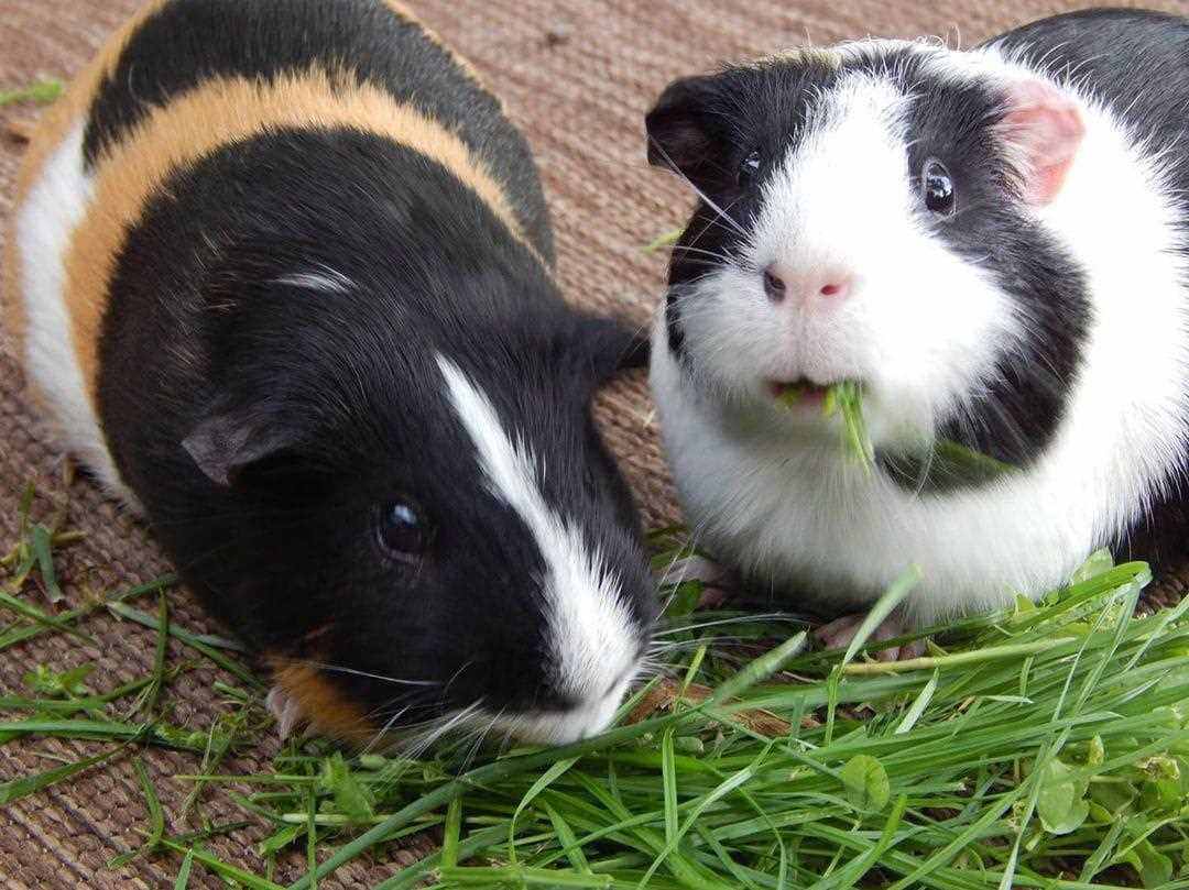 Guinea Pigs For Sale In India