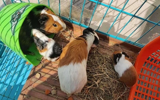 Guinea Pigs For Sale In India