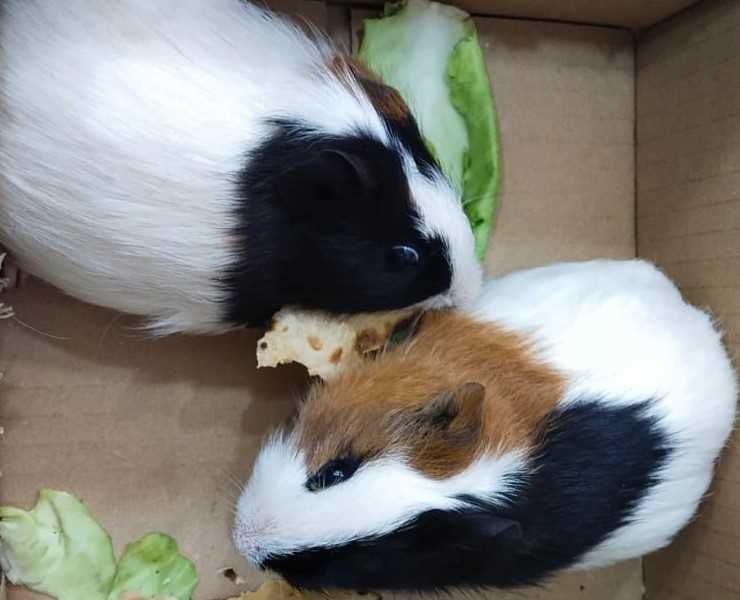 Guinea Pigs For Sale In India