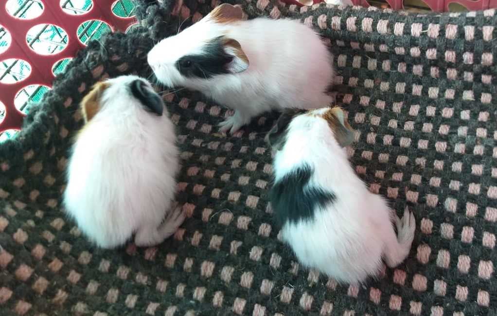 Guinea Pigs For Sale In India