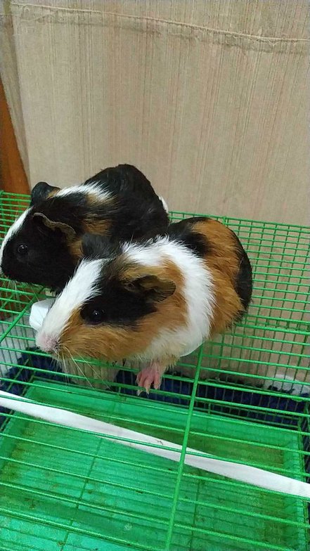 Guinea Pigs For Sale In India