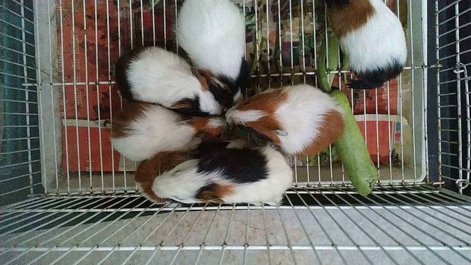 Guinea Pigs For Sale In India