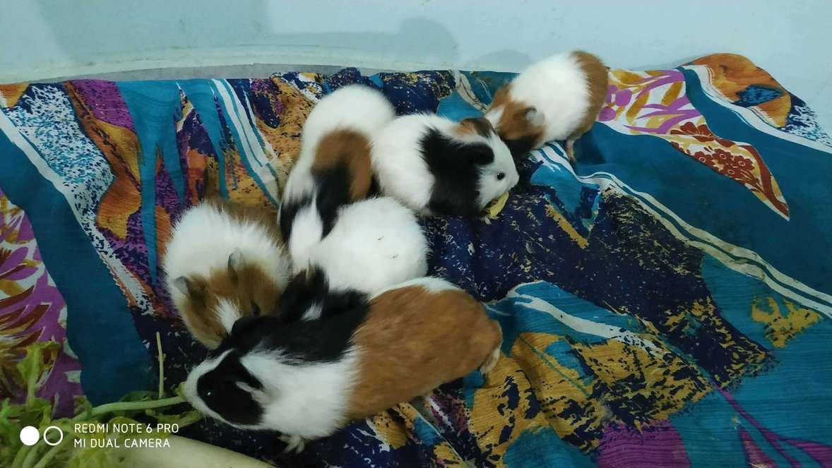 Guinea Pigs For Sale In India