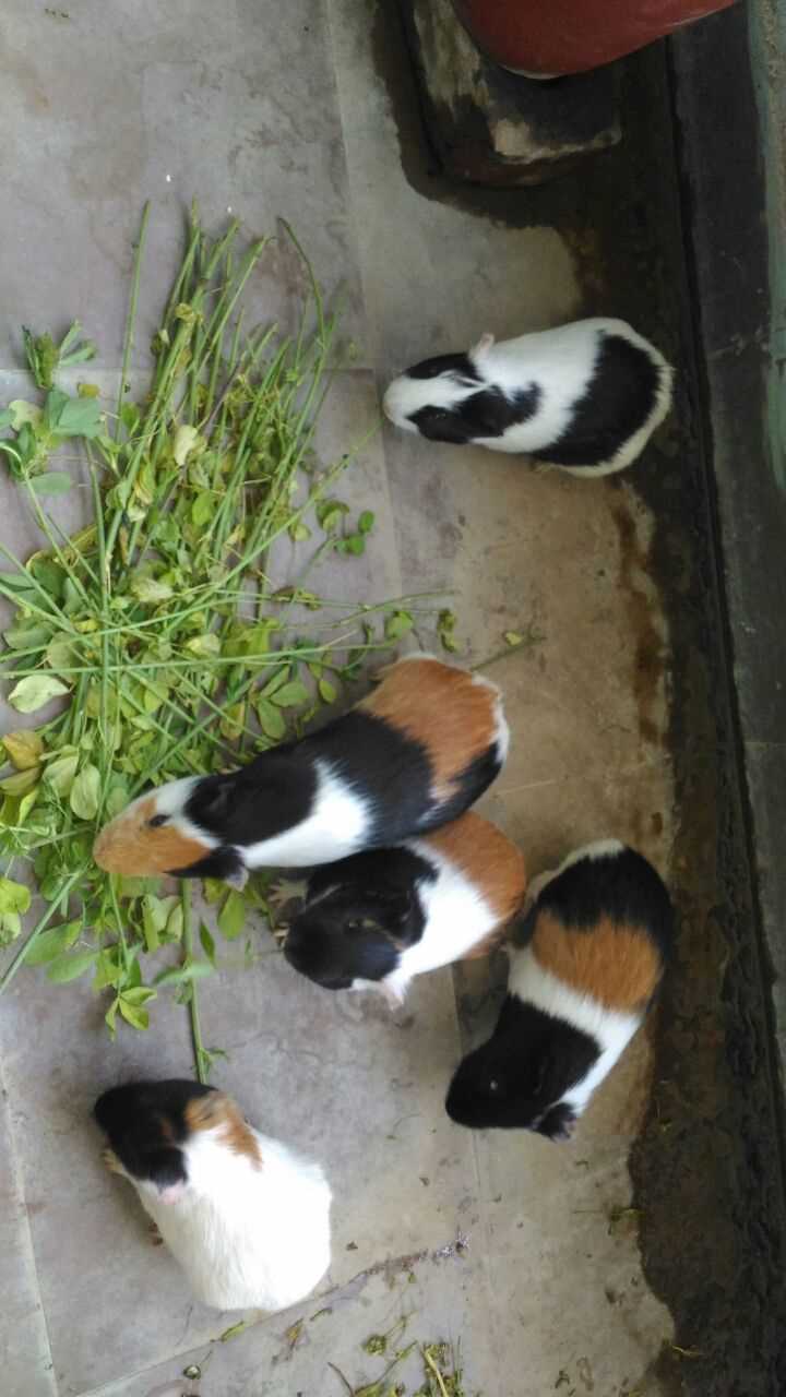 Guinea Pigs For Sale In India