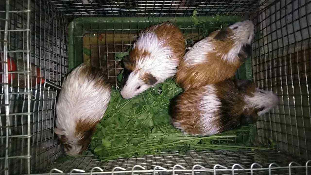 Guinea Pigs For Sale In India