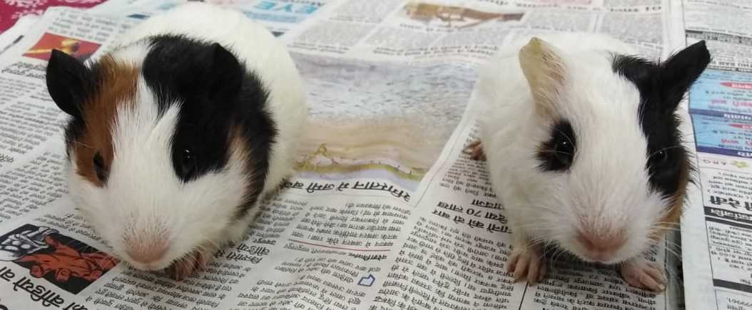 Guinea Pigs For Sale In India
