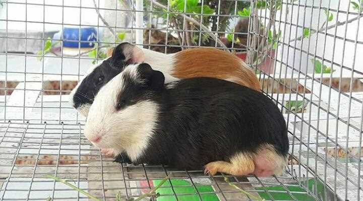 Guinea Pigs For Sale In India