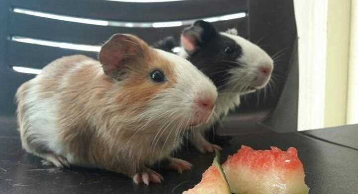 Guinea Pigs For Sale In India
