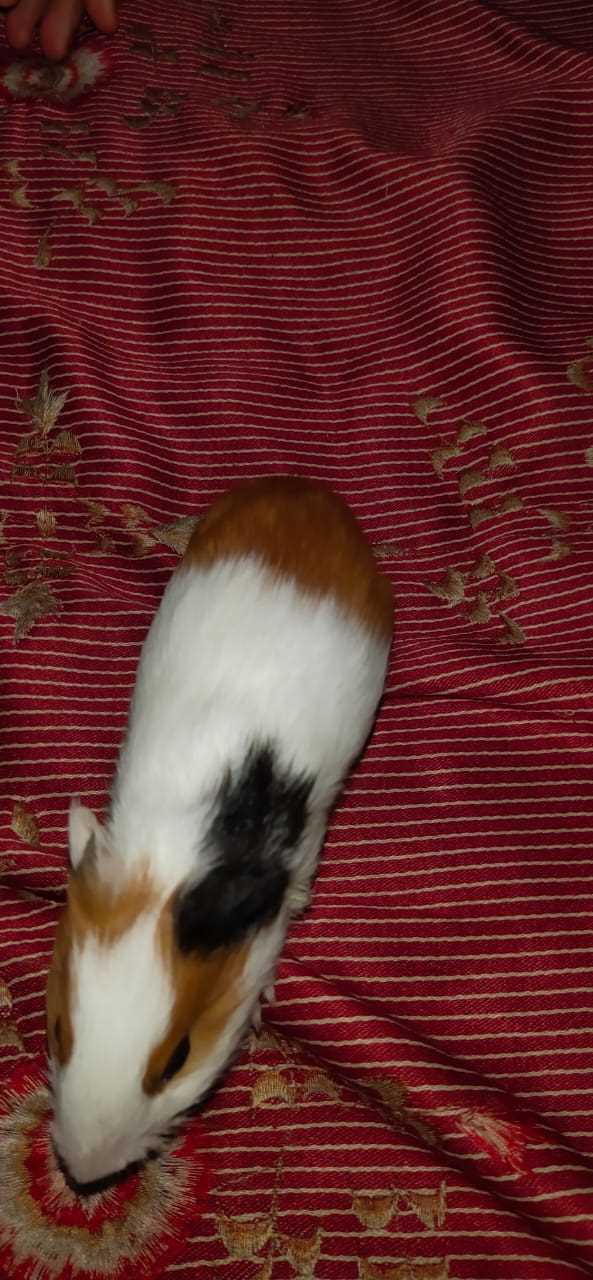 Guinea Pigs For Sale In India