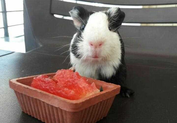 Guinea Pigs For Sale In India