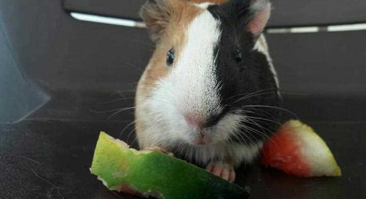 Guinea Pigs For Sale In India