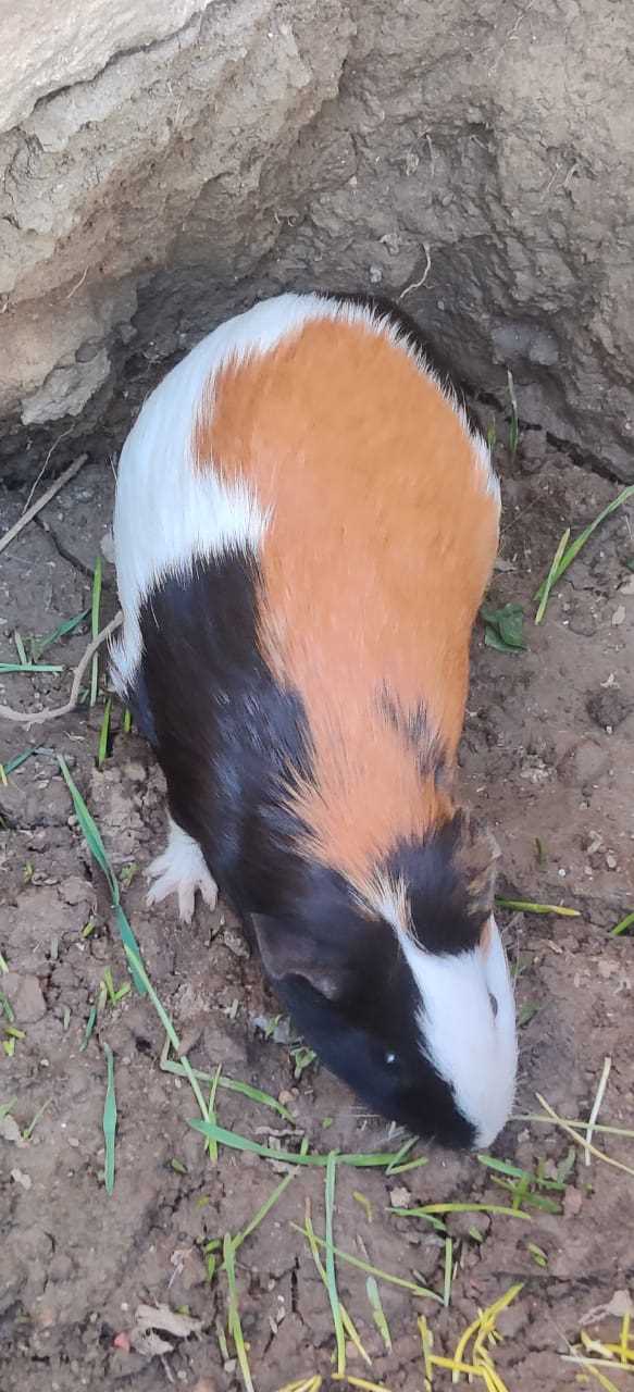 Guinea Pigs For Sale In India