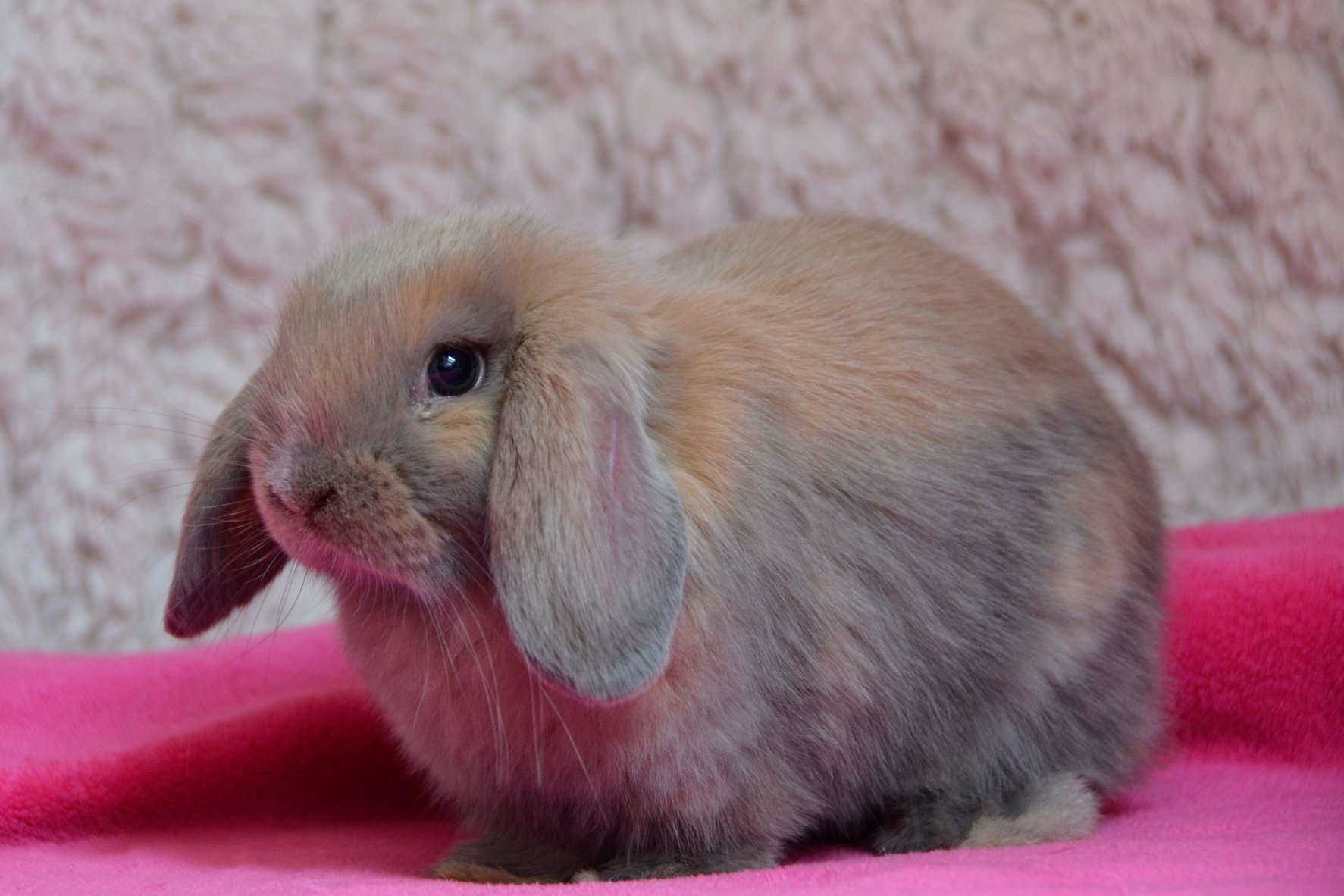 Bunnies For Sale In India