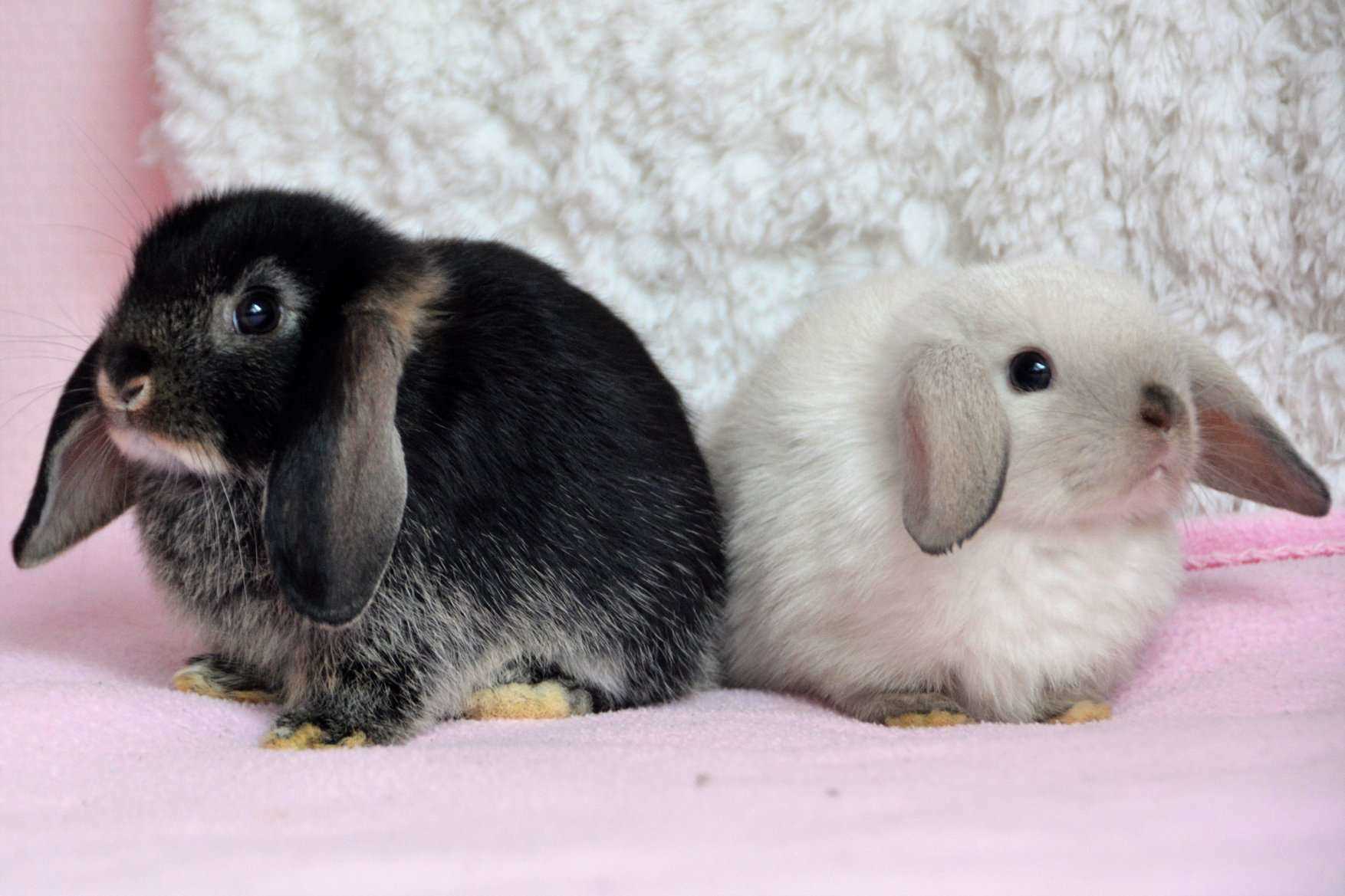Bunnies For Sale In India